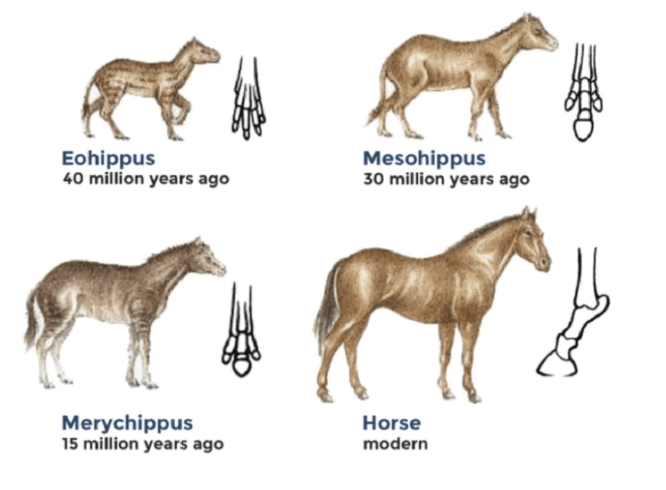 IELTS Writing Task 1 chart for Horse Development Evolution 40 Million Years Diagram